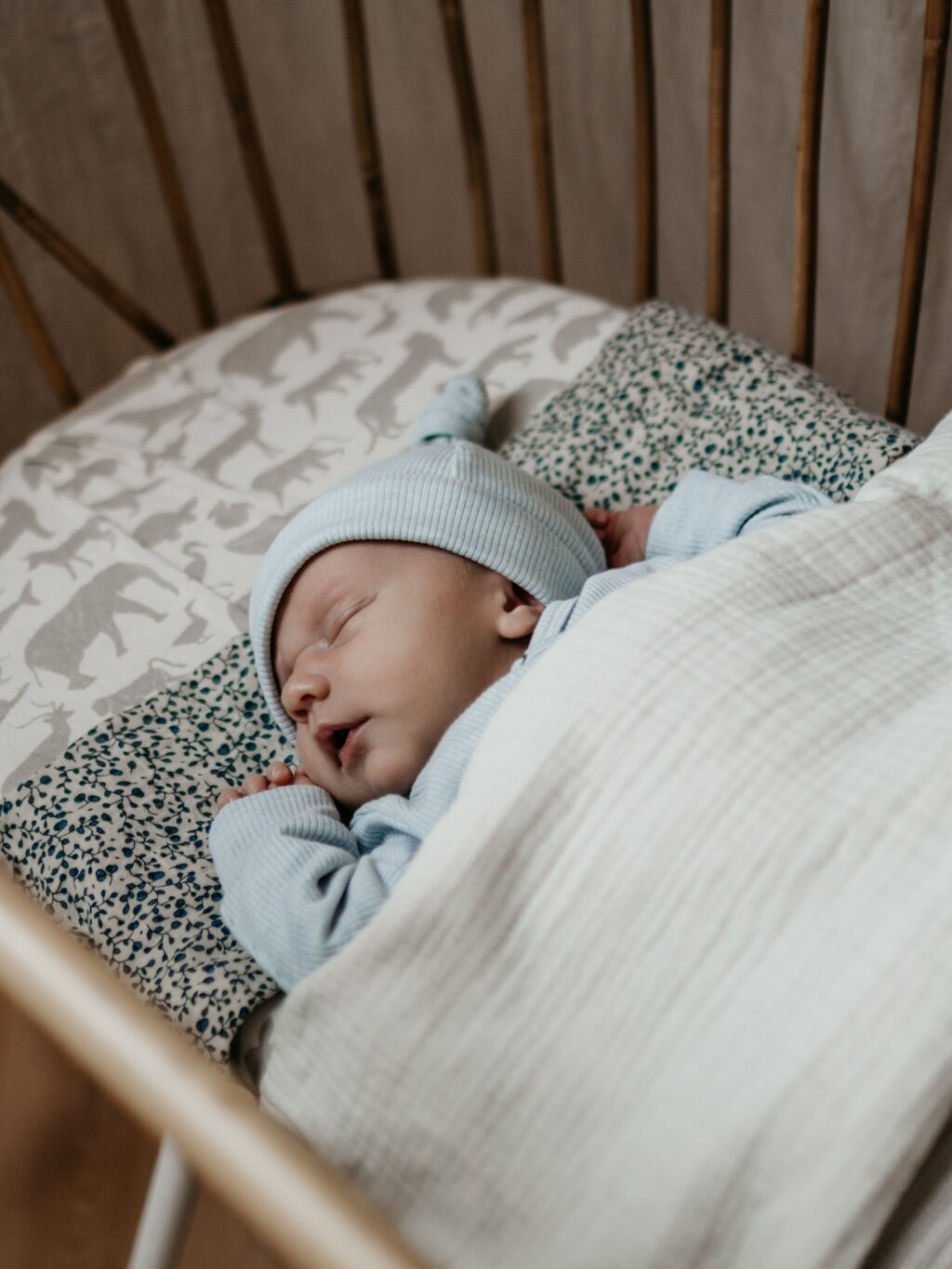 Newbornshoot Gorredijk.